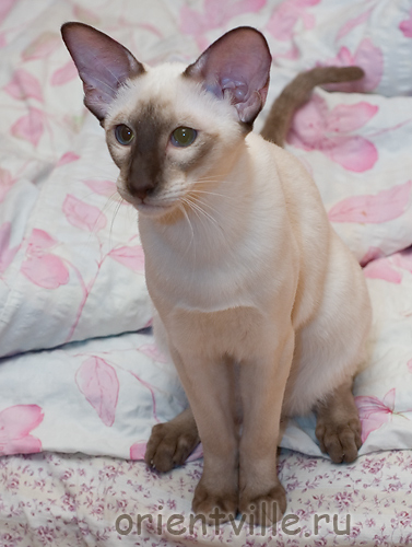 Рикся - примерный мальчик