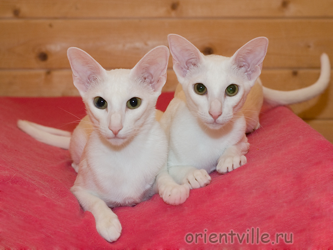Белые ориентальные кошки