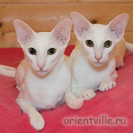 Белые ориентальные кошки