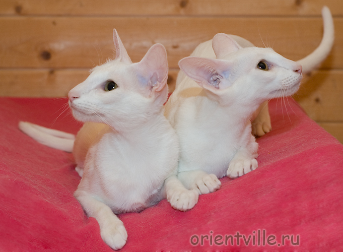 Белые ориентальные кошки. Ассоль и Белинда