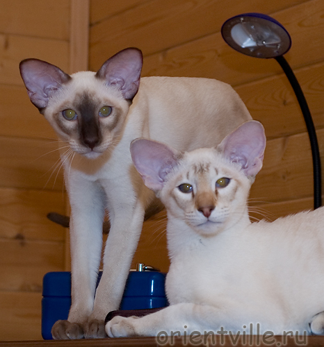 Сиамские братья