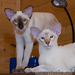 Сиамские братья