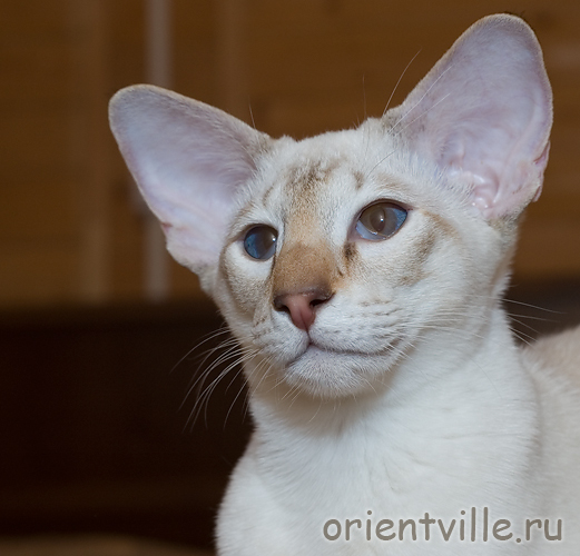 Кеша. Сиамский кот