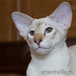 Кеша. Сиамский кот