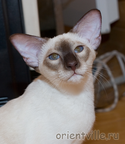 Рикс. Сиамский кот