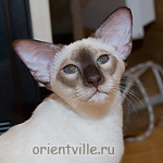 Рикс. Сиамский кот