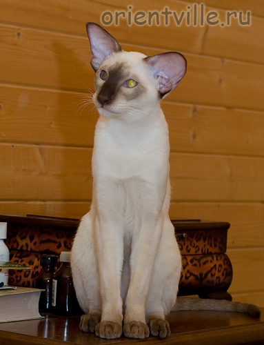 Астерикс. Сиамский кот