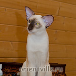 Астерикс. Сиамский кот