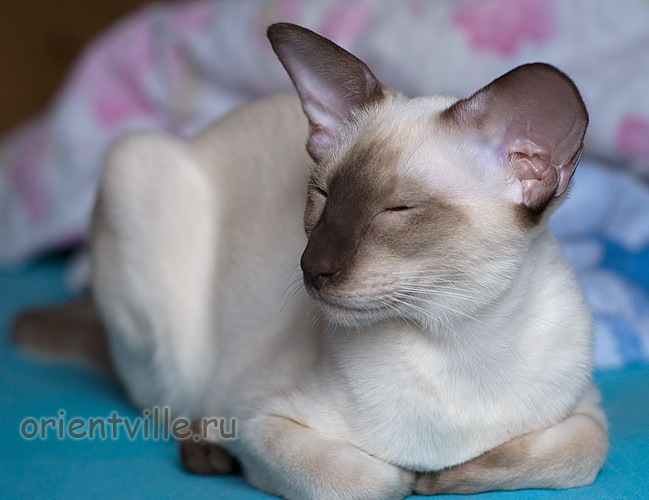 Orientville's Asterix - улыбающийся кот