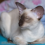 Orientville's Asterix - улыбающийся кот