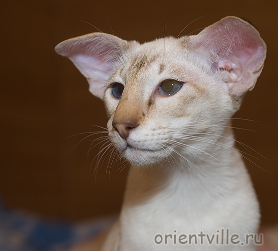 Orientville's Akela вислоухий сиам