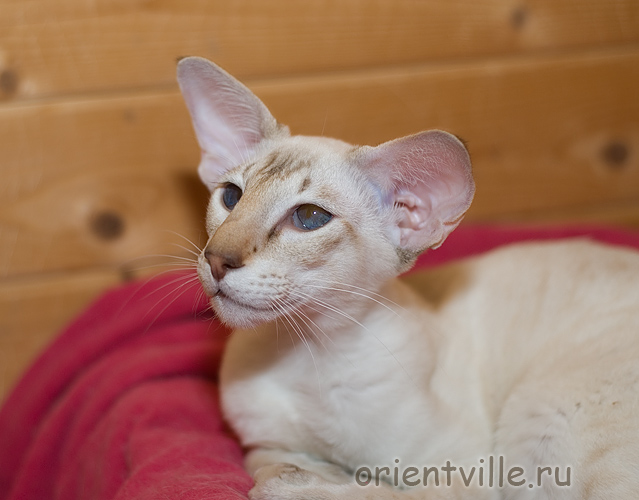 Orientville's Akela. 9 мес