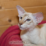 Orientville's Akela (SIA b 21)