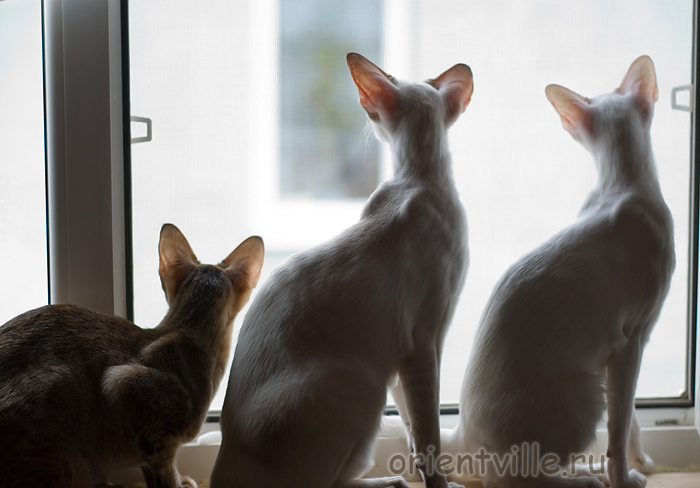 Зима, Кеша, Ася