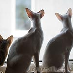 Зима, Кеша, Ася