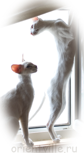 Ориентальная любовь. Ассоль и Кеша