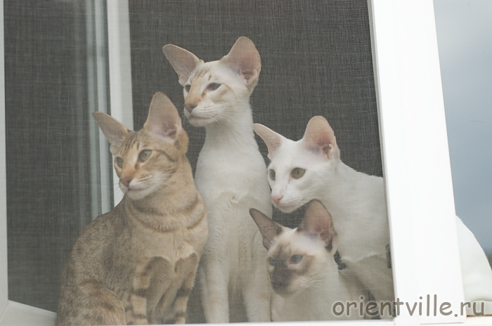 Зима, Кеша, Тата, Ася