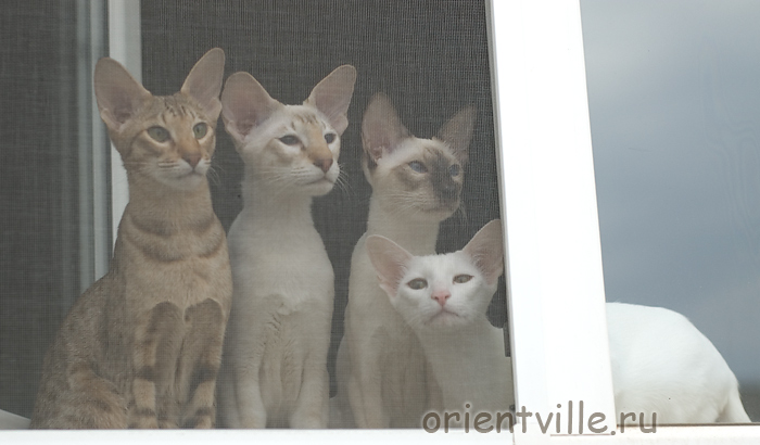 Зима, Кеша, Тата, Ася