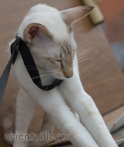 Кошки на балкошке. Не пойдуууу!!!!