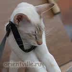 Кошки на балкошке. Не пойдуууу!!!!