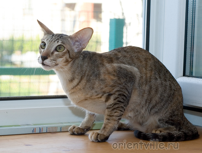 Orientville's Becky Thatcher. 9 мес