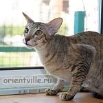 Orientville's Becky Thatcher. 9 мес