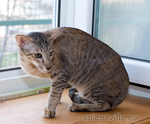 Orientville's Becky Thatcher. 9 мес