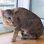 Orientville's Becky Thatcher. 9 мес