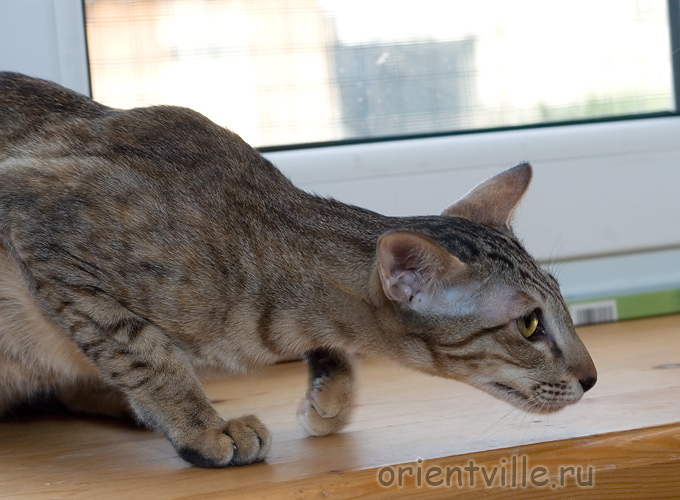 Orientville's Becky Thatcher. 9 мес