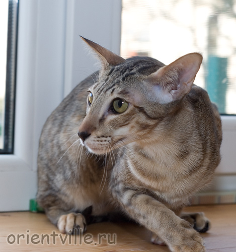 Orientville's Becky Thatcher. 9 мес