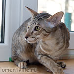 Orientville's Becky Thatcher. 9 мес