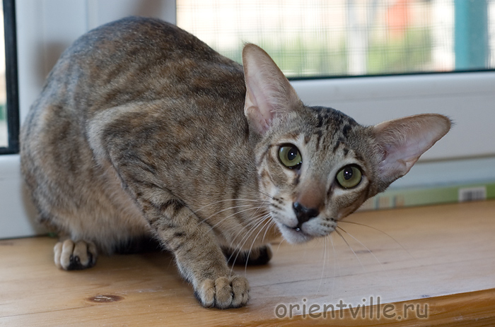 Orientville's Becky Thatcher. 9 мес