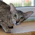 Ориентальный котенок