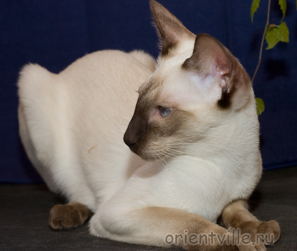 Orientville's Accoona_Matata. 9 мес