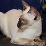 Orientville's Accoona Matata (SIA b)