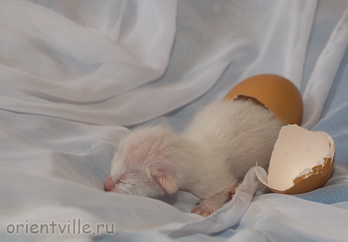 Cиамский котенок. Только вылупился