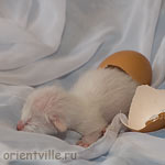 Cиамский котенок. Только вылупился