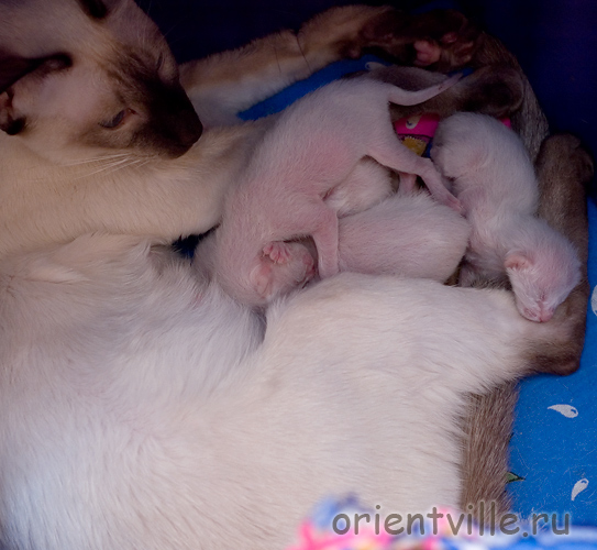 Сиамские котята с мамой