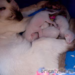 Сиамские котята с мамой