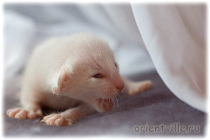 Сиамский котенок