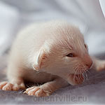 Сиамский котенок