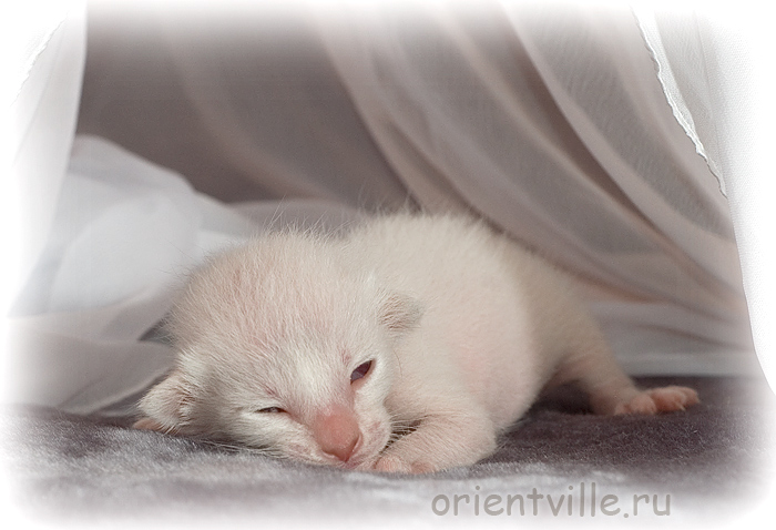 Сиамский котенок