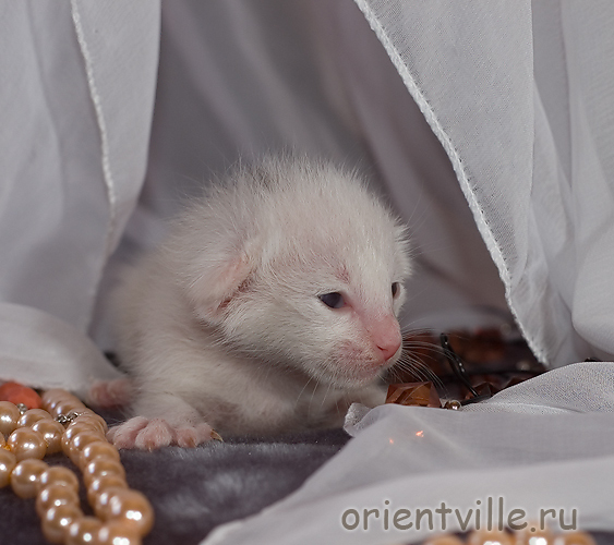 Ориентальный котенок. Кобра