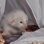 Ориентальный котенок. Кобра