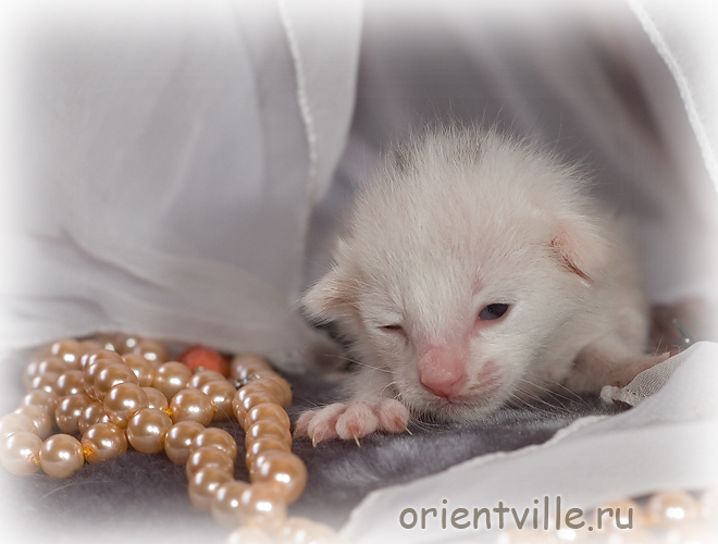 Ориентальный котенок. Кобра