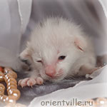 Ориентальный котенок. Кобра