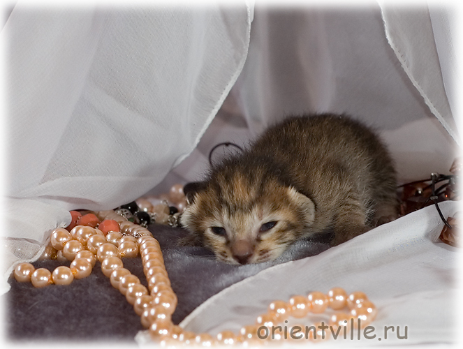 Orientville's Dylan Sanders