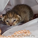 Ориентальный котенок. Черепаховая с красной шапочкой
