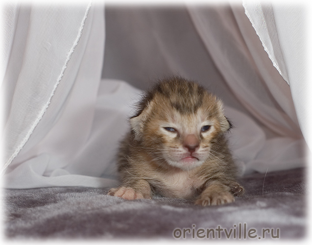 Orientville's Diva Plavalaguna