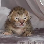 Orientville's Diva Plavalaguna